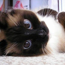 ���� Natalia, ����������, 62 ���� - ��������� 3 ������� 2017