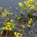  , , 36  -  3  2017    ( 2017)