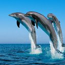 ���� ������, ����������� - ��������� 6 �������� 2017 � ������ ���� ����������