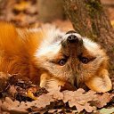 ���� ���������, �����������, 37 ��� - ��������� 19 ��� 2017 � ������ ���� ����������