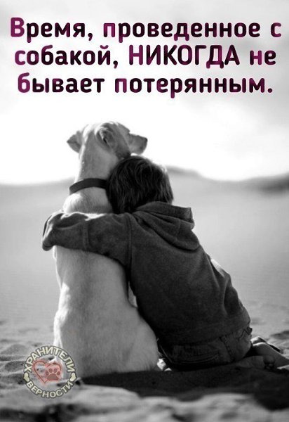 Кто верен и предан – так это собака... Породистый пёс или просто дворняга... И верят и любят и ... - 2
