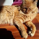 ���� ����, ������, 55 ��� - ��������� 2 ���� 2017 � ������ ���� ����������