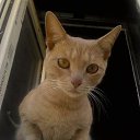 ���� �����, �������, 62 ���� - ��������� 22 ���� 2017 � ������ ���� ����������