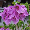  , , 60  -  24  2017   ,&quot;   ..&quot; ,22.10.17