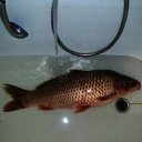 ���� ����, ��������, 61 ��� - ��������� 26 �������� 2017 � ������ ���� ����������