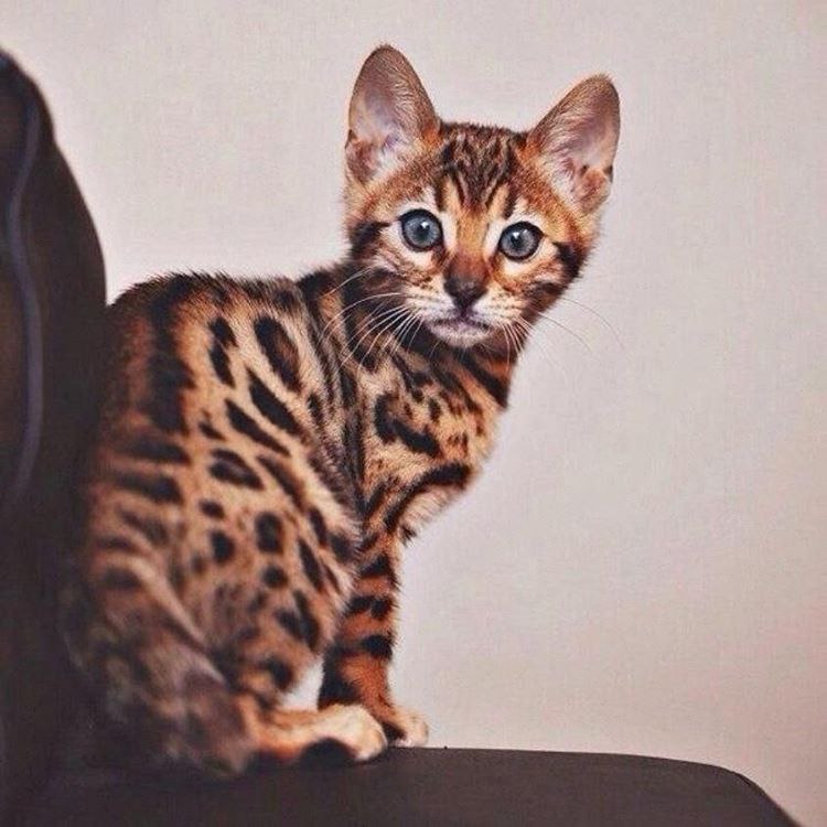 �������� �������� - 30 ������ 2017 � 17:09