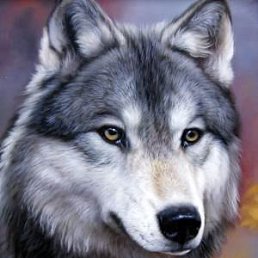 Serg, ����, 41 ���