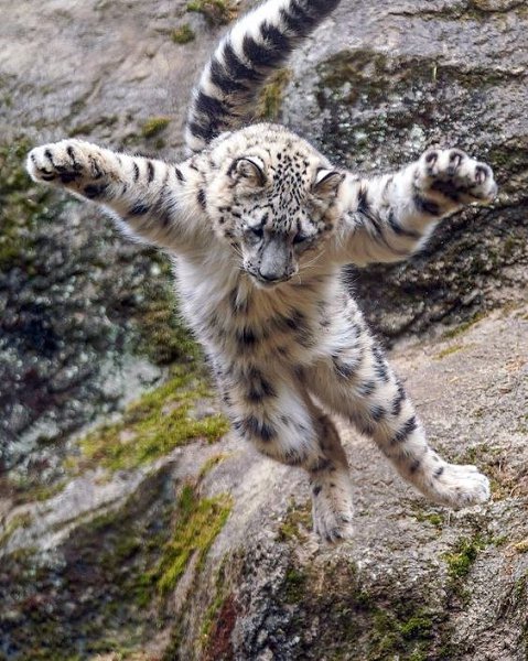 CATS OF ALL - 28  2018  00:33