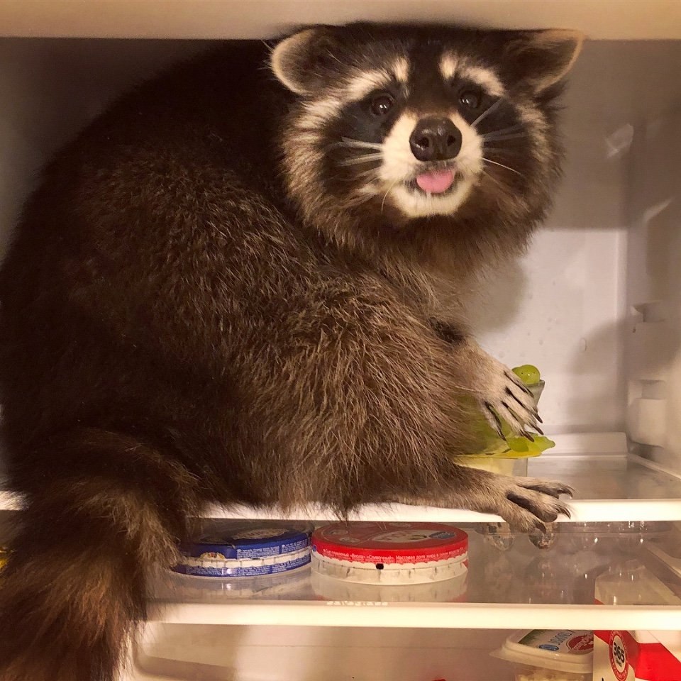 ! : raccoonfury (Instagram) #@bon