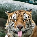 ���� ���������, �����-���������, 71 ��� - ��������� 21 ������� 2018 � ������ ���� ����������