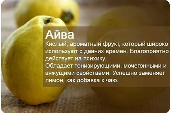 АЙВА. Айва давно известна, как лекарственное средство. Плоды айвы в свежем виде используются для ...