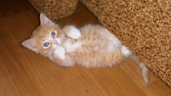 #Безкота_добро.Вот такого сладкого