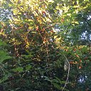 ���� Nvard, ����, 43 ���� - ��������� 7 ���� 2018 � ������ ���� ����������