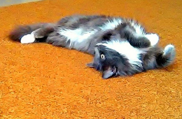 #Безкота_добро.Нашли на помойке,даже кушать ещё сам не умел)выкормили,вырастили,вот такую красавицу. - 4