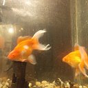 ���� ����, ����������, 73 ���� - ��������� 23 ������ 2018 � ������ ���� ����������