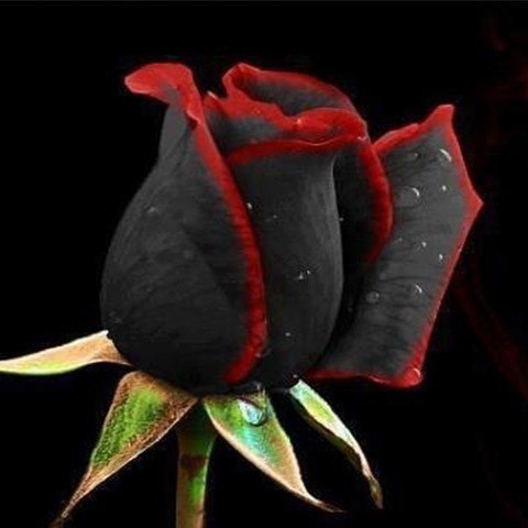 You,as a rose Bud bright https://fotostrana.ru/away?to=/sl/bHj4 me only affectionOh your thorns blood shedIf only with you next to ...