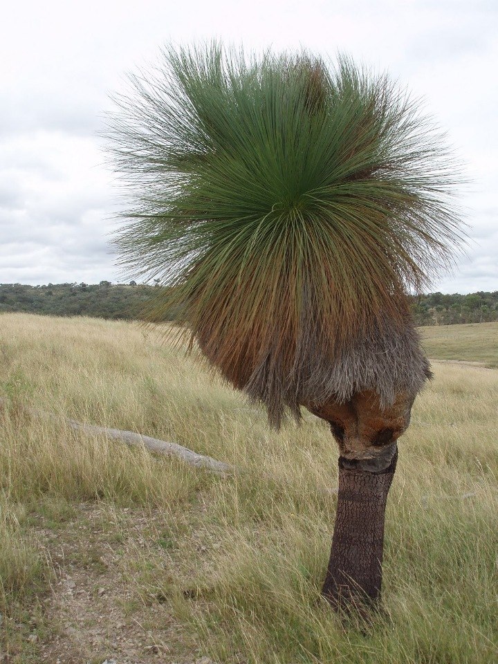 �������� ������ ���������� (Xanthorrhoea Grass Trees). ��� ������� ���������� �������� ������� ... - 20