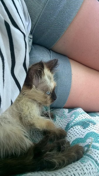 #Безкота_добро.Раз тут уже заговорили о гималайских)Котю нашли на мусорке. У месячного котенка было ... - 2