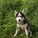  ******, , 53  -  9  2018    