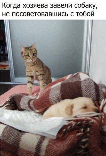 CATS OF ALL - 18  2018  10:37