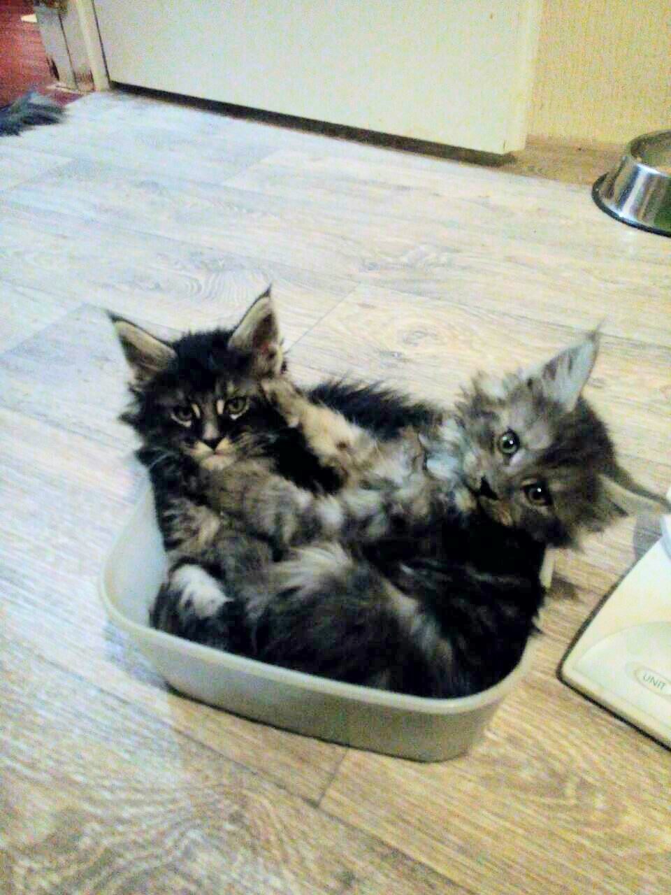 https://fs-play.com/away?to=/sl/YaB   - .89057429907.# #- #mainecoon #- ... - 3