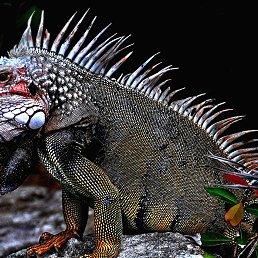 �����, �����������, 57 ���