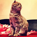 ���� ������, ����������, 35 ��� - ��������� 16 ��� 2018 � ������ ���� ����������