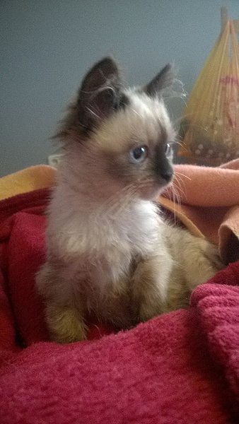 #Безкота_добро.Раз тут уже заговорили о гималайских)Котю нашли на мусорке. У месячного котенка было ... - 4