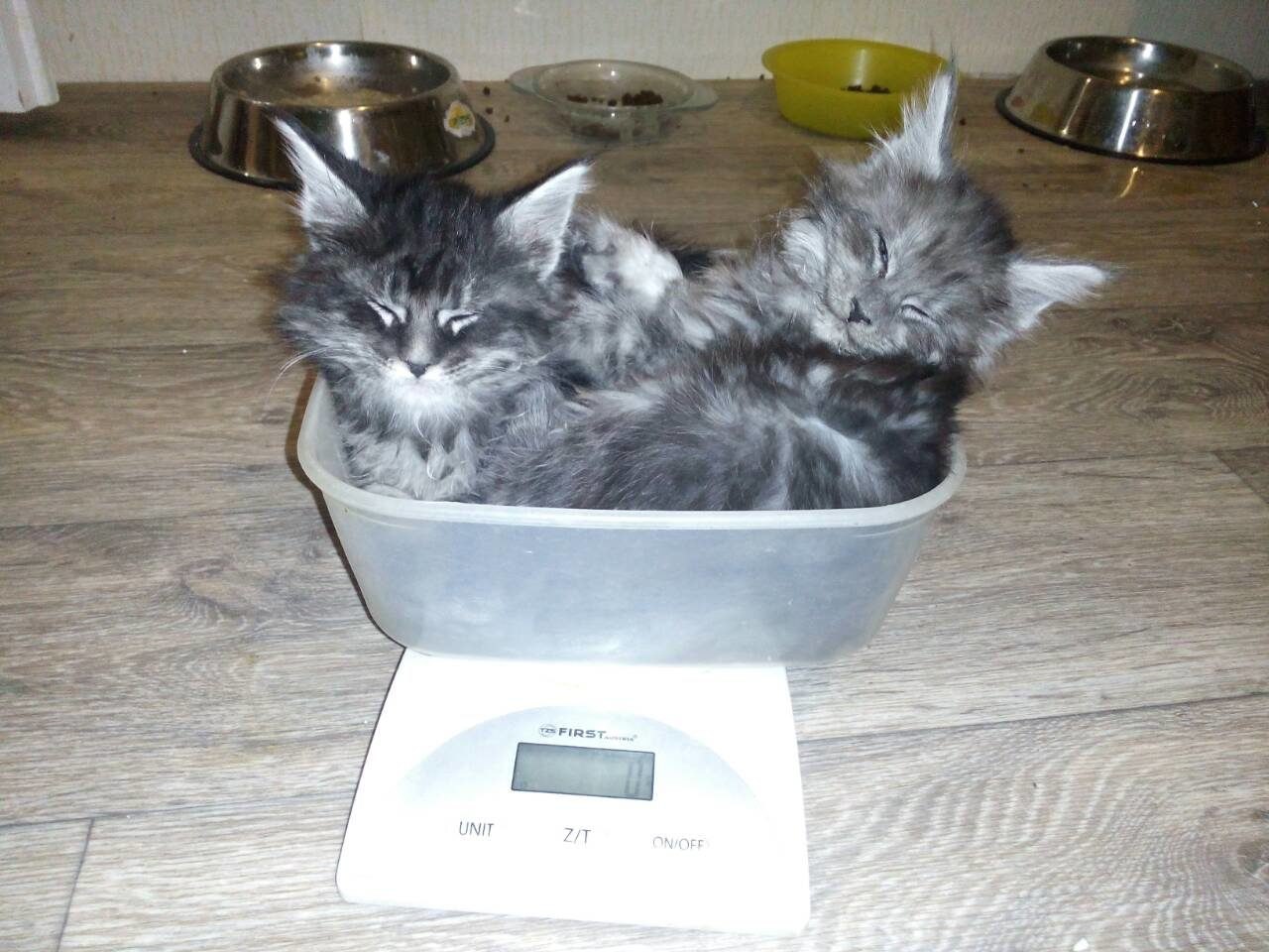 https://fs-play.com/away?to=/sl/YaB   - .89057429907.# #- #mainecoon #- ... - 2