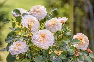 ����� ���������, �� ����� �� ������������ !!!!!!! �������� ������� David� Austin� ���� EMILY BRONTE ...