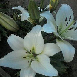 Фото Татьяна, Николаевск, 52 года Татьяна, Николаевск, 52 года