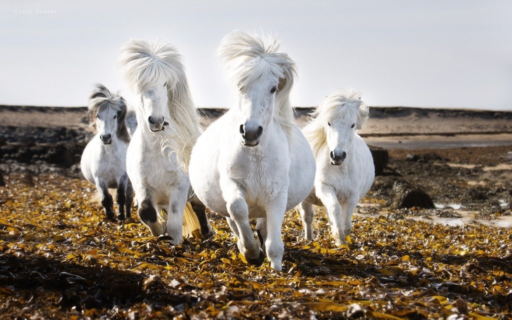 Icelandic horses - 8