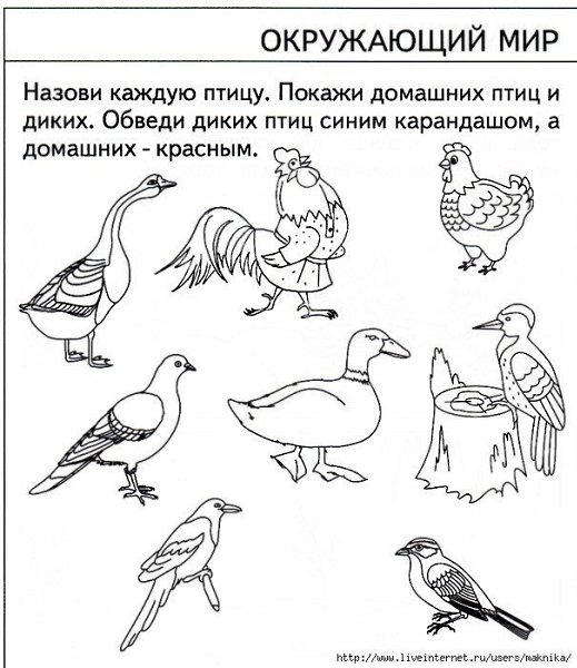 Тесты для детей 5 лет. Хорошо ли малыш знает окружающий мир? - 3
