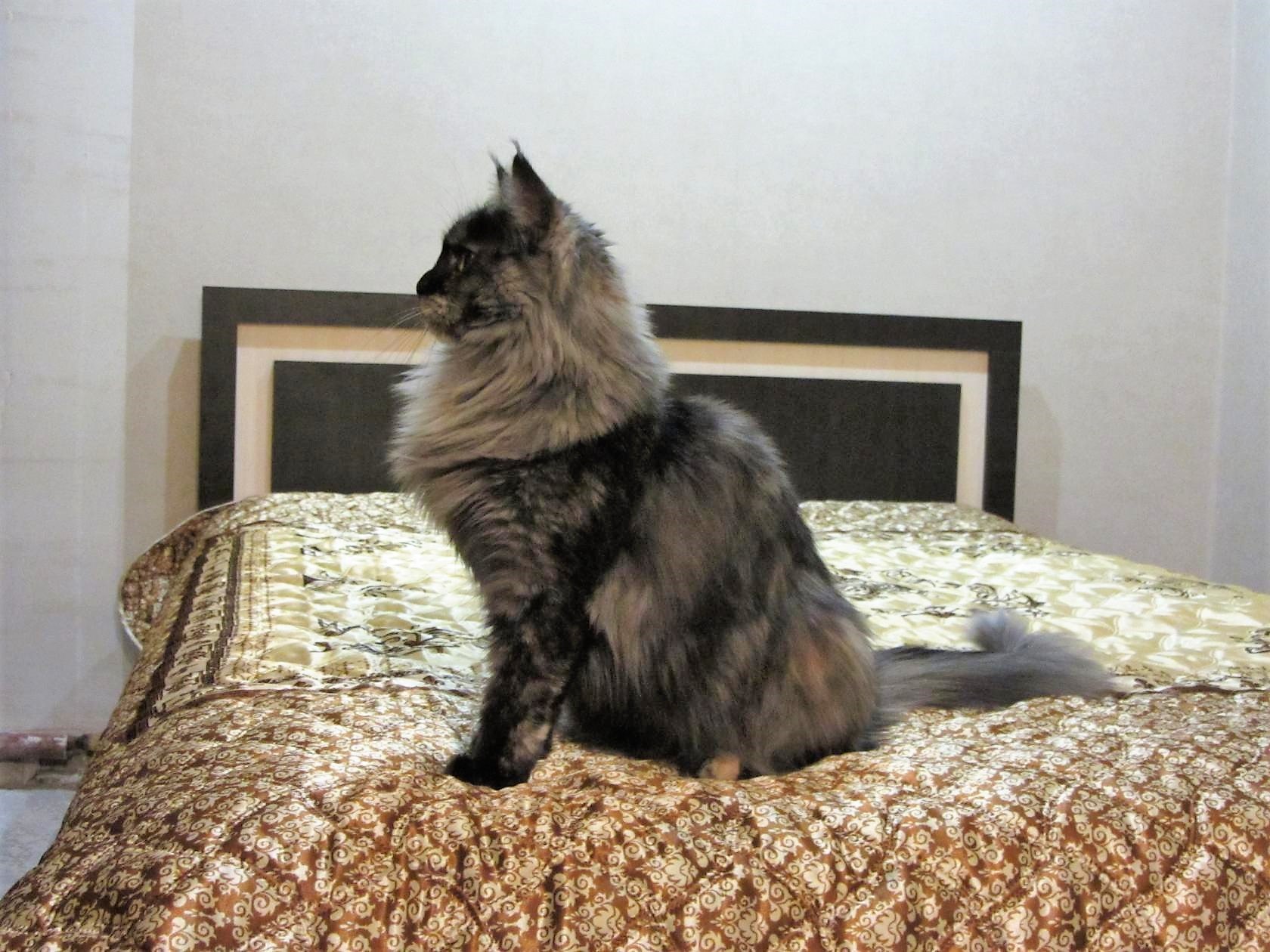 https://fs-play.com/away?to=/sl/YaB   - .89057429907.# #- #mainecoon #- ... - 5