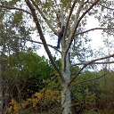 ���� �������, ���������� - ��������� 11 ������ 2018 � ������ �������� ����� ������������