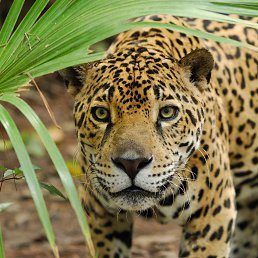 �����, ���������, 32 ����