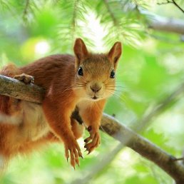 ������, ������