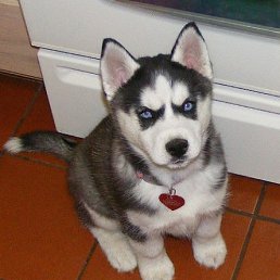 Boris, ������, 37 ���