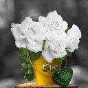  Gojko, -, 72  -  5  2018    