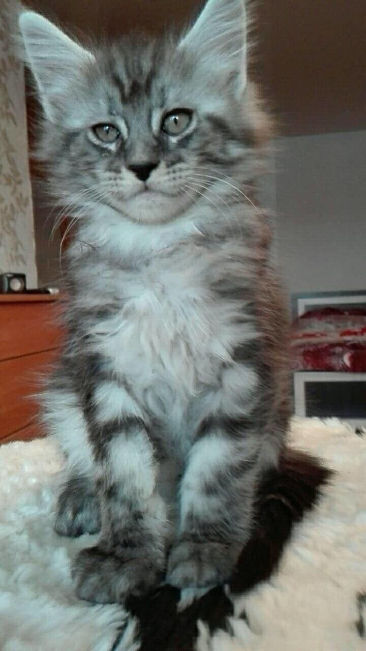 https://fs-play.com/away?to=/sl/YaB   - .89057429907.# #- #mainecoon #- ... - 4