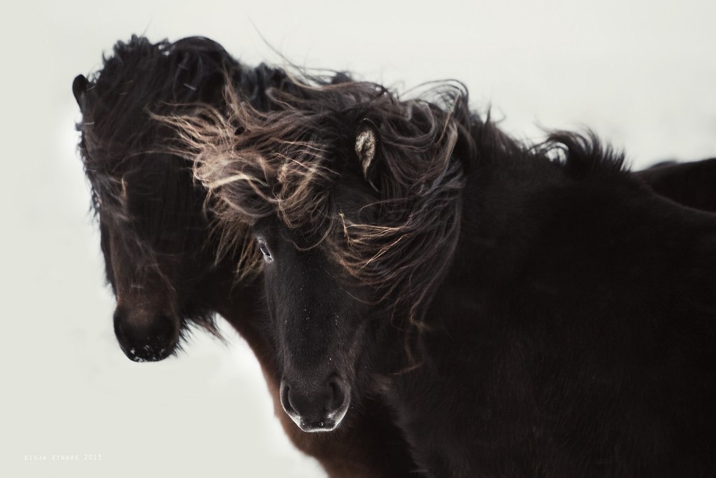 Icelandic horses - 10