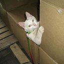 ���� Elena, �����-���������, 62 ���� - ��������� 26 ��� 2018 � ������ ������ ��������