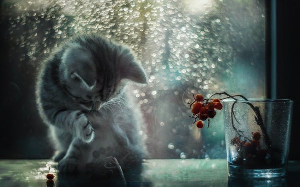 CATS OF ALL - 7  2018  00:50