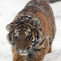 �������, �����-���������, 58 ���