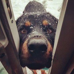 �����, ������, 36 ���