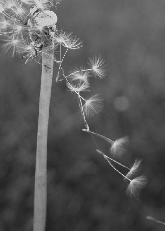 Smirenost - 6  2018  11:28 - 3