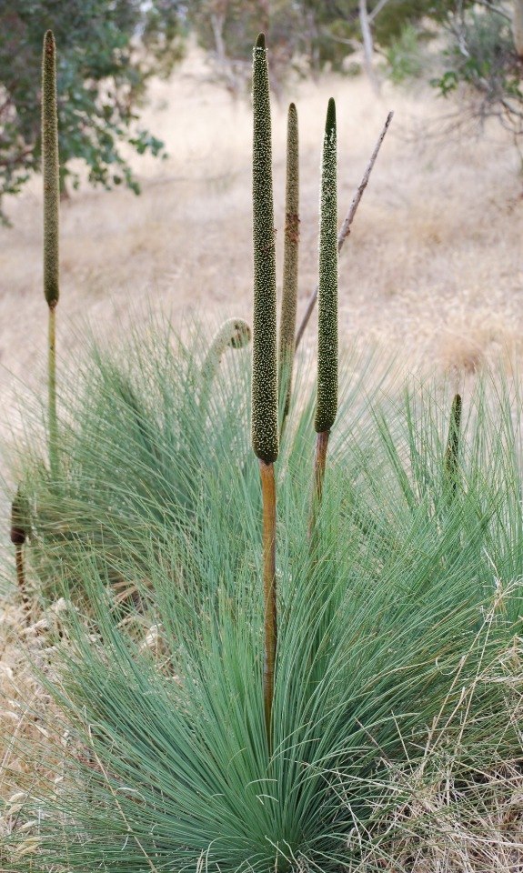 �������� ������ ���������� (Xanthorrhoea Grass Trees). ��� ������� ���������� �������� ������� ... - 18