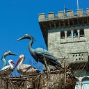 ���� �������, ����� - ��������� 25 ������� 2017 � ������ ���� �����