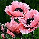 ���� Rosa, ��� - ��������� 2 ��� 2018 � ������ �****�