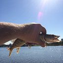 ���� �����, �����-���������, 38 ��� - ��������� 24 ��� 2018 � ������ ���� ����������